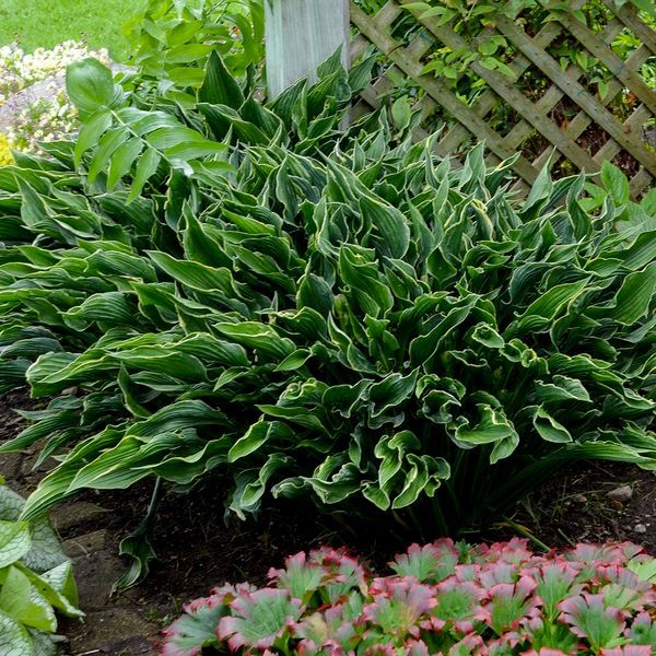 Praying Hands Hosta medium perennial for sale in Lebanon