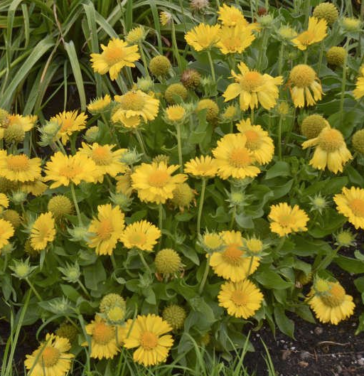 Gaillardia blanket flower perennials mesa yellow