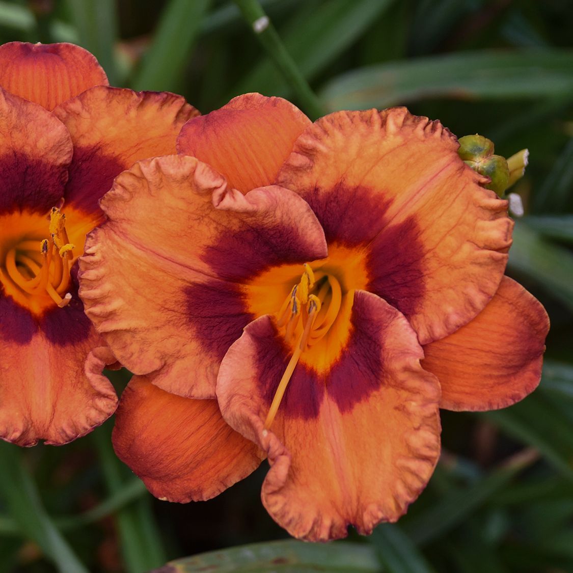 Hemerocallis Mighty Chestnut Daylily perennial for sale in Lebanon