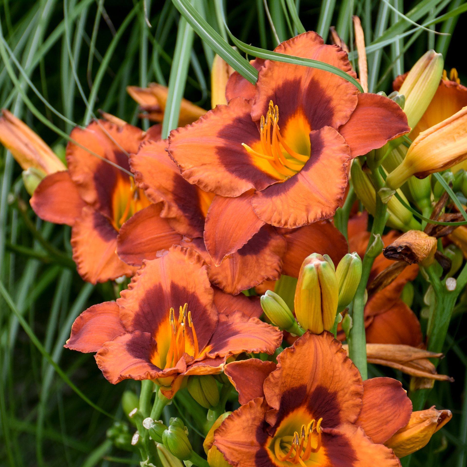 Hemerocallis Mighty Chestnut Daylily perennial for sale in Lebanon