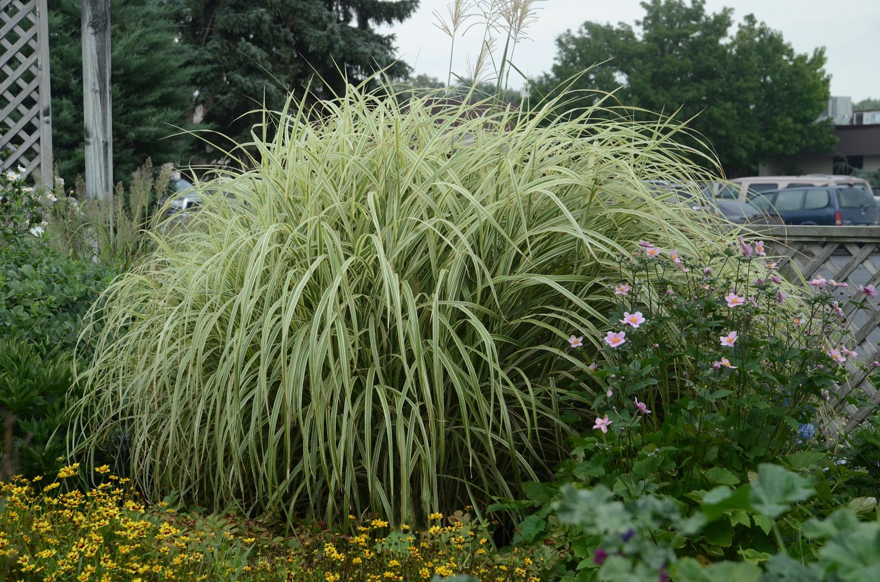 Miscanthus Variegatus Dixieland Japanese Silver Grass for sale in Lebanon