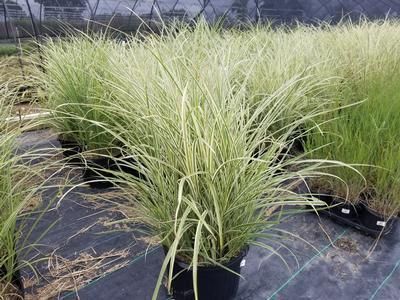 Miscathus sinensis Rigoleto Dwarf Maiden Grass for sale in Lebanon