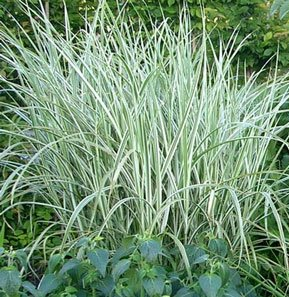 Miscanthus Rigoletto Japanese Silver Grass