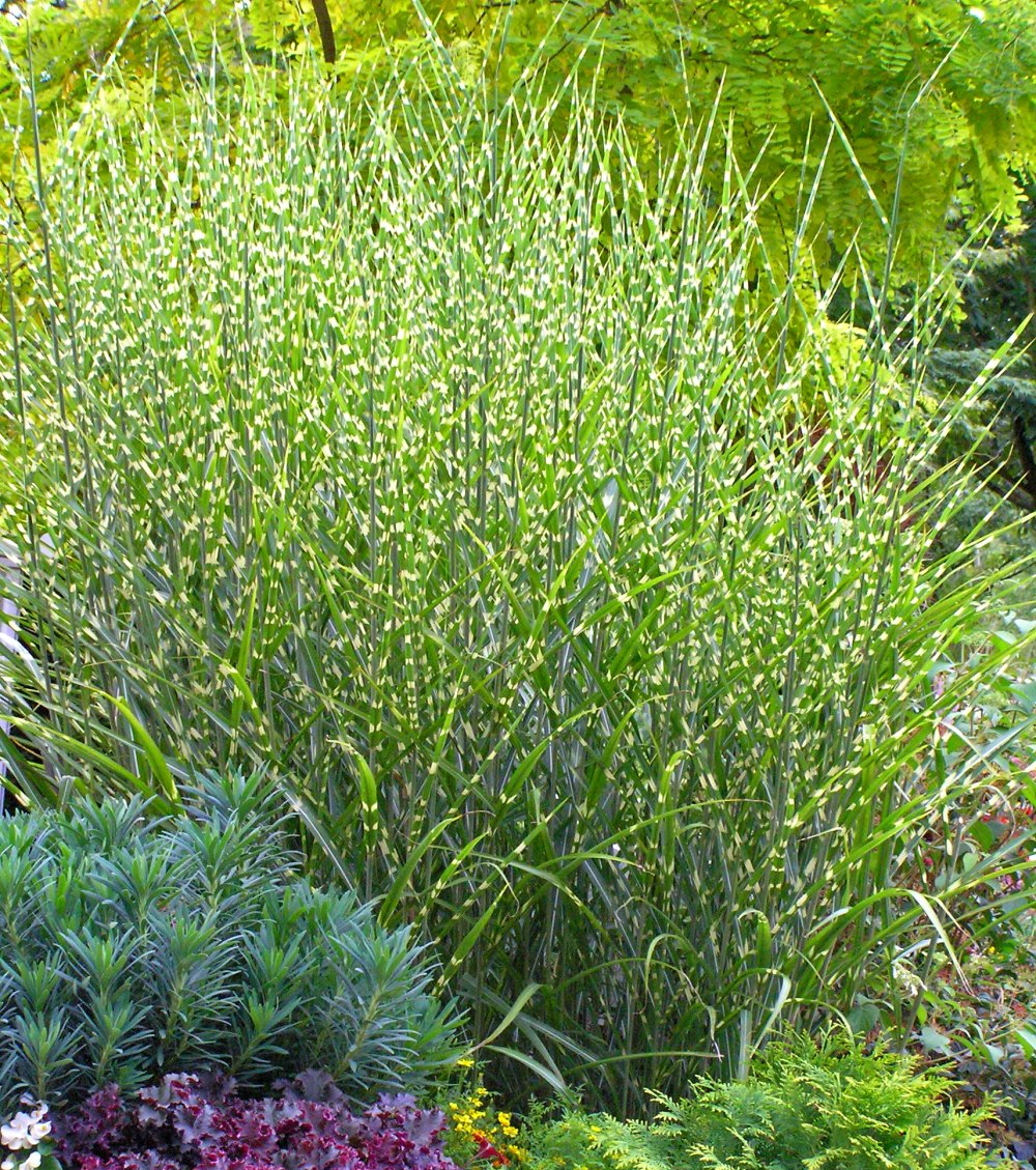Miscanthus Strictus Porcupine zebra grass