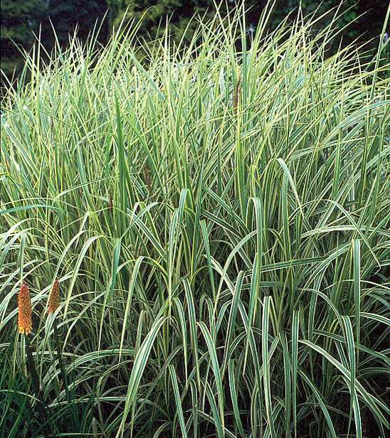 Miscanthus Variegatus Japanese Silver Grass