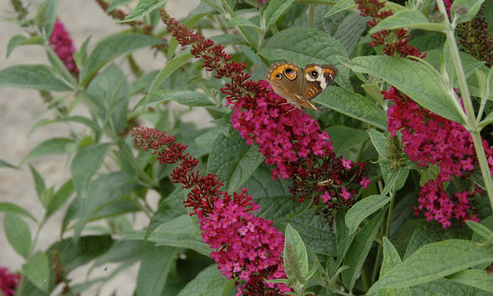Buddleia Miss Molly Butterfly Bush flowering shrub for sale in Lebanon