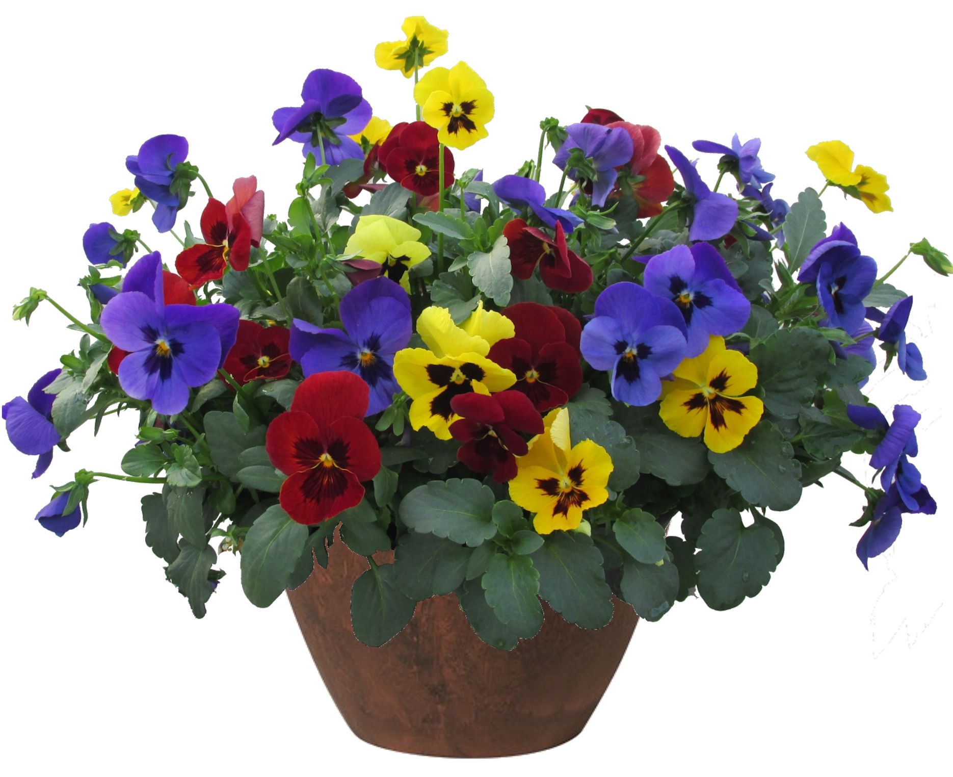 Pansy Freefall Blotched Mix Flower for sale in Lebanon PA