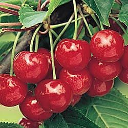 Montmorency Sour Cherry tree fruit tree for sale in Lebanon