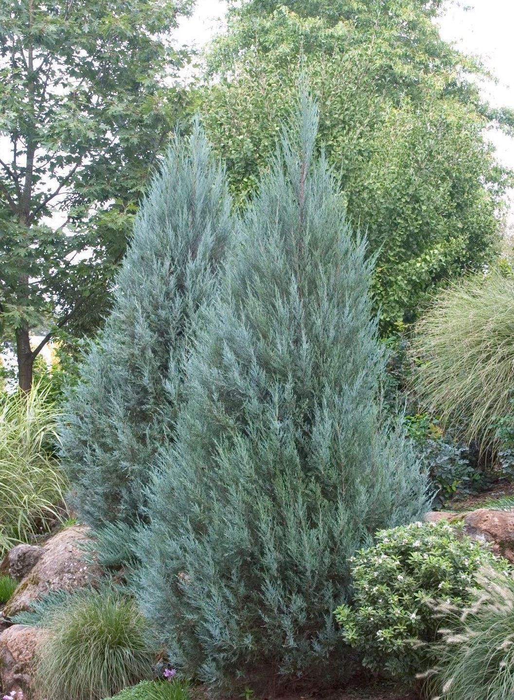 juniperus scopulorum juniper moonglow shrub evergreen bush for sale lebanon pa