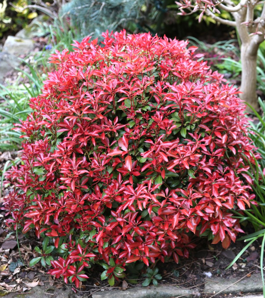 Pieris Japonica Mountain Fire Japanese Andromeda for sale in Lebanon