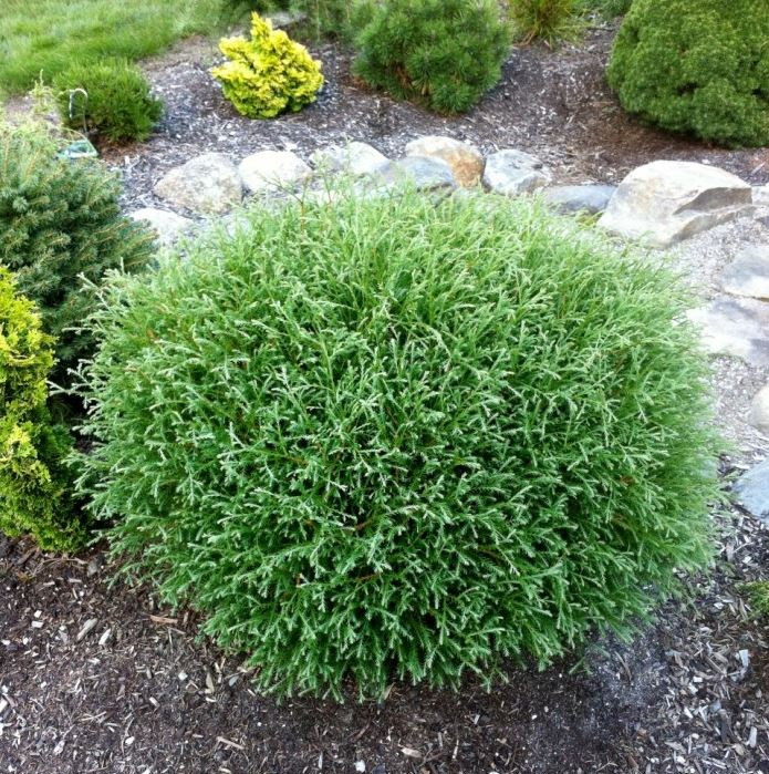 mr. bowling ball shrub bush dwarf arborvitae evergreen Thuja occidentalis
