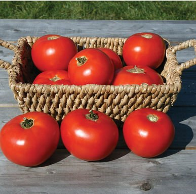 Mountain Fresh Tomato Plants for sale in Lebanon PA