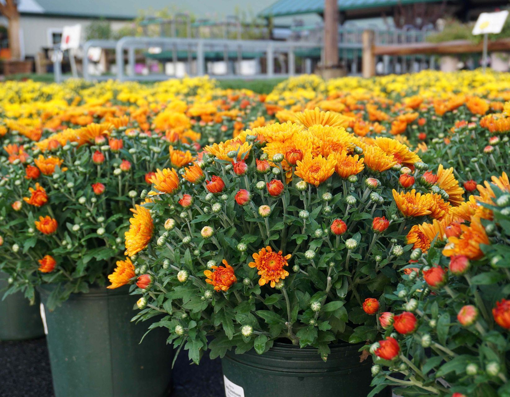 Mums chrysanthemums fall flowers