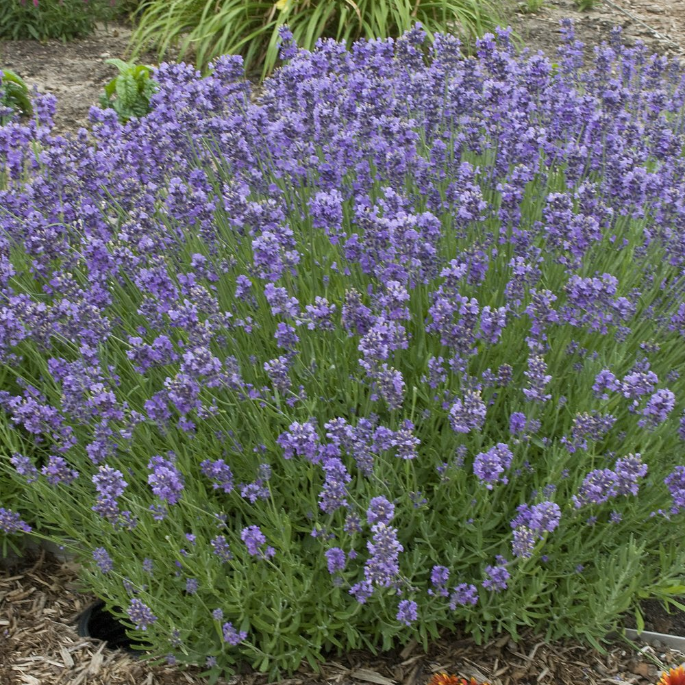 English Lavender Plants for sale in Lebanon PA