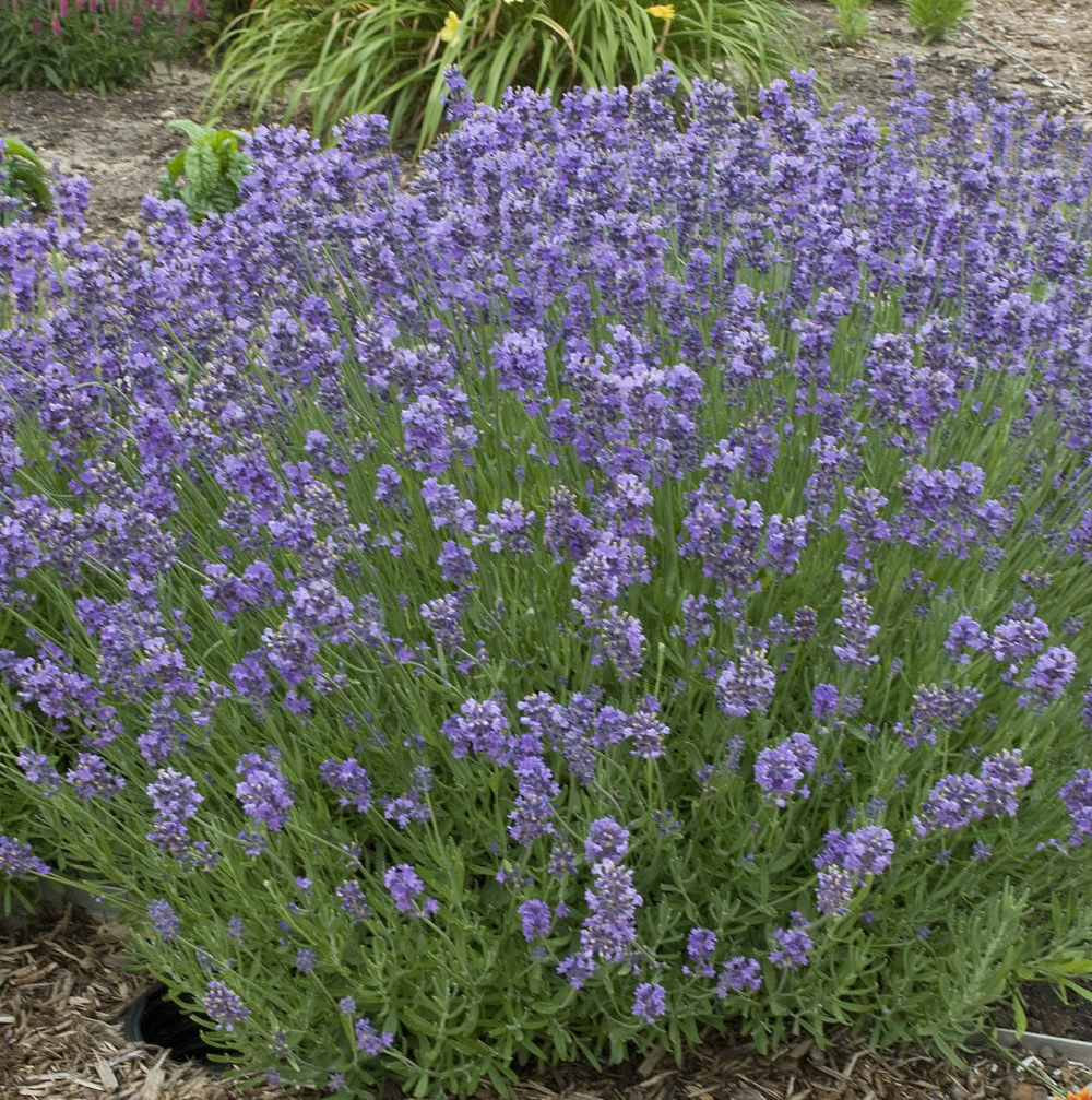 English Lavender Munstead Perennial