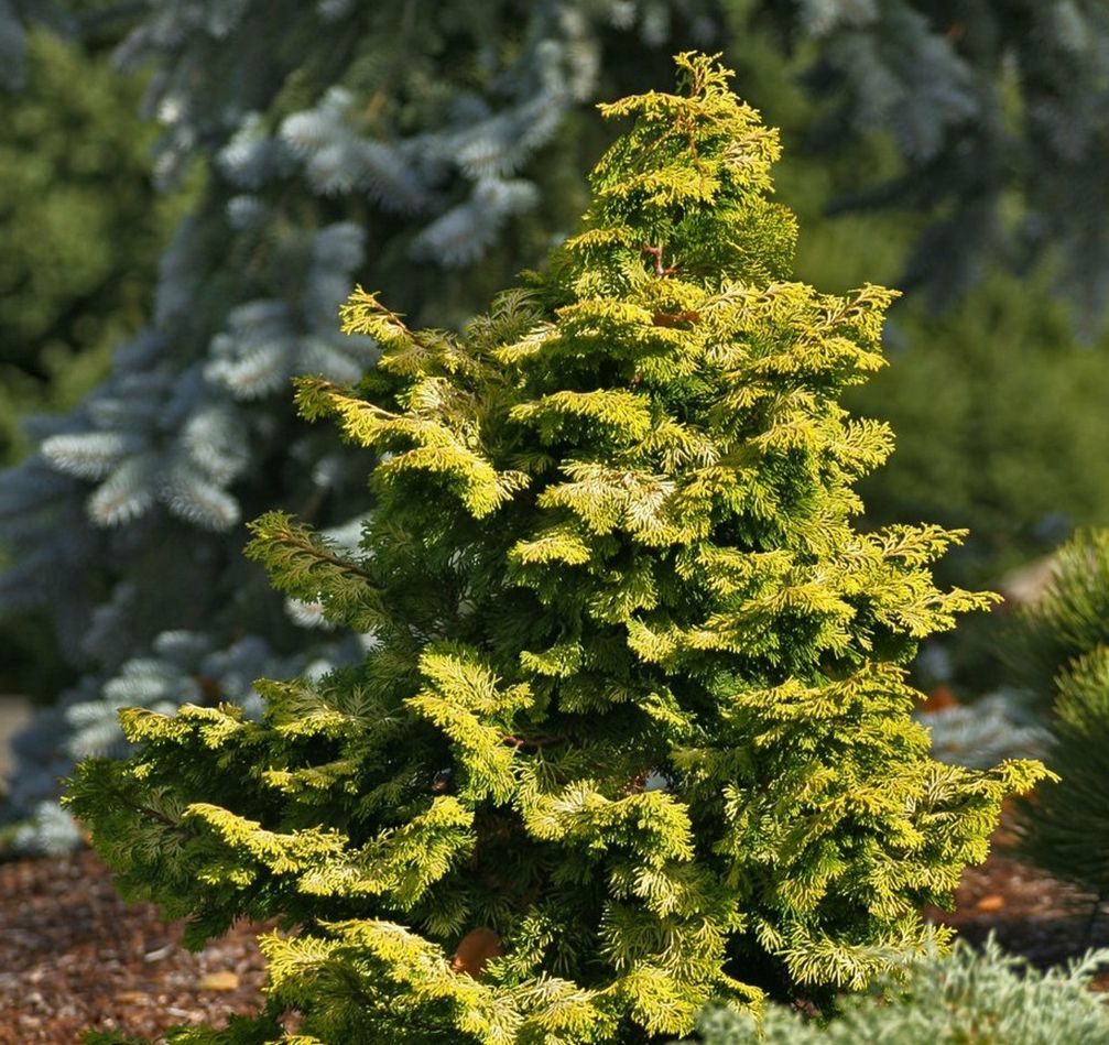 Chamaecyparis obtusa Nana Aurea Golden Hinoki Cypress shrub evergreen bush for sale in Lebanon