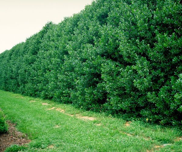 Ilex X Nellie R. Stevens Nellie Stevens Holly shrub evergreen bush for sale in Lebanon