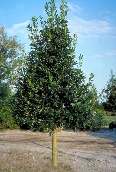 Ilex X Nellie R. Stevens Nellie Stevens Holly shrub evergreen bush for sale in Lebanon
