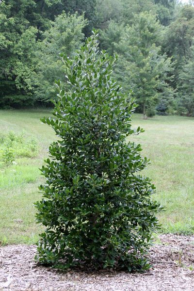 Ilex X Nellie R. Stevens Nellie Stevens Holly shrub evergreen bush for sale in Lebanon