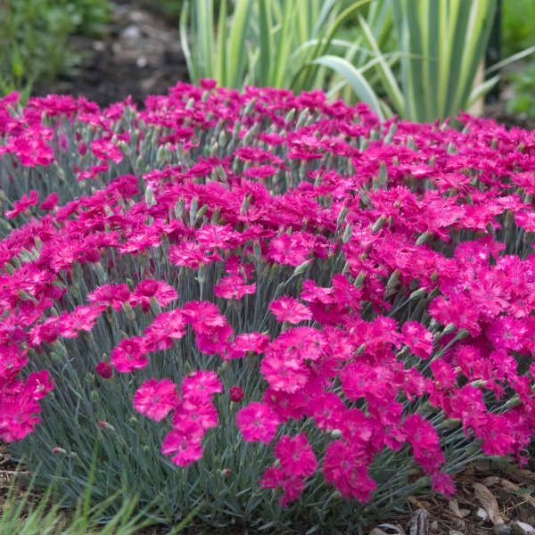 Neon Star Dianthus perennial for sale in Lebanon