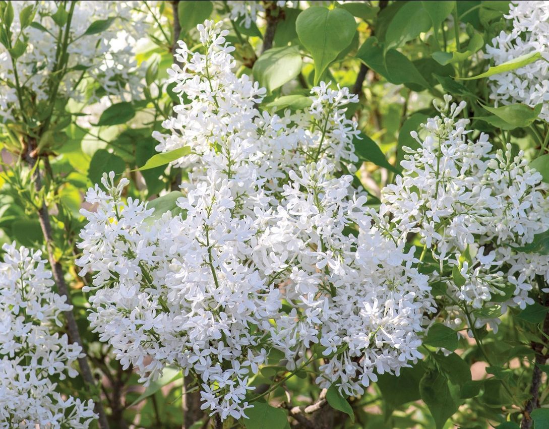 Syringa New Age White Lilac shrub flowering bush for sale in Lebanon