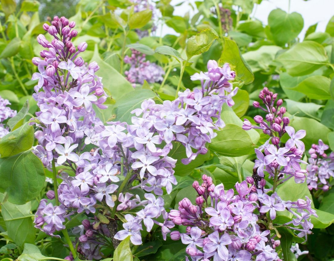 Syringa New Age Lavender Lilac shrub flowering bush for sale in Lebanon