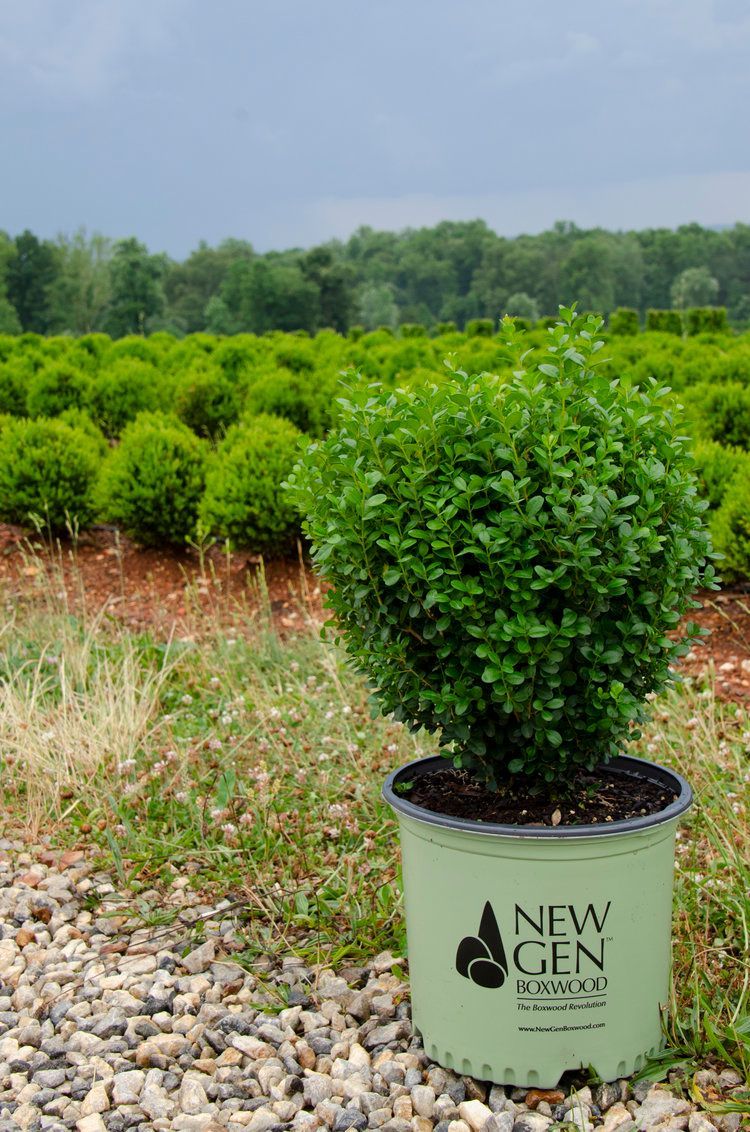 Buxus NewGen Freedom Boxwood shrub evergreen bush for sale in Lebanon