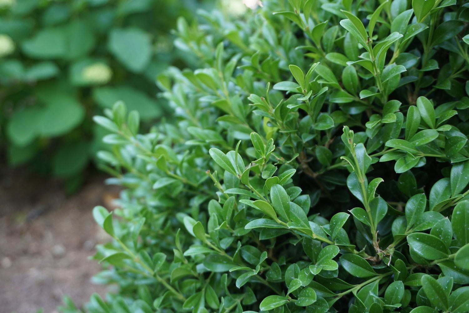 Buxus NewGen Independence  Boxwood shrub evergreen bush for sale in Lebanon
