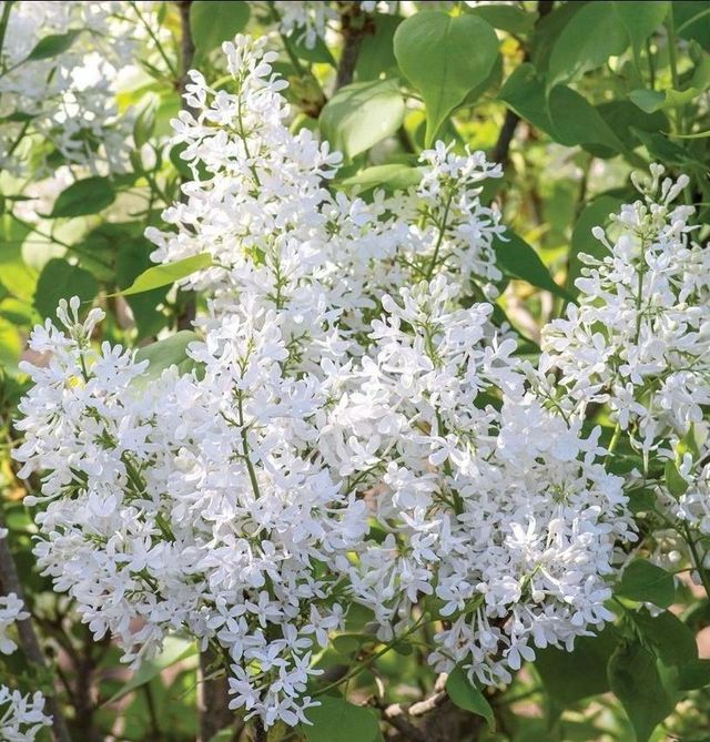 Old Fashioned Common Lilac - Nolt's Garden Center Old Fashioned Common Lilac - Nolt's Garden Center