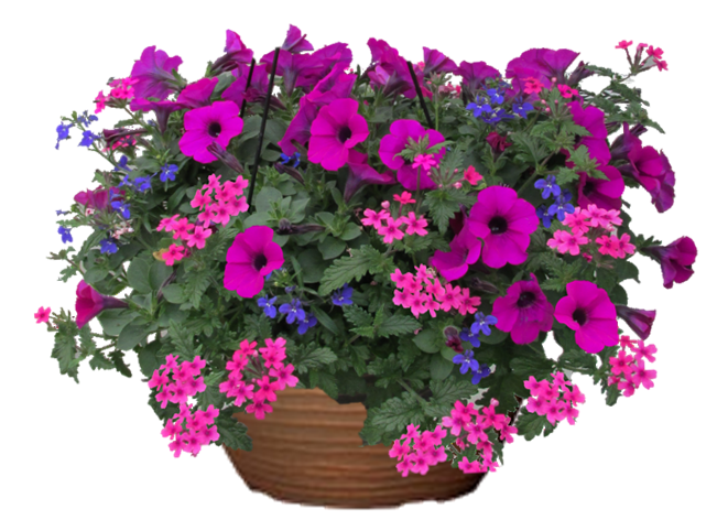 Bejewelled Petunia hanging basket flower mix for sale in Lebanon PA