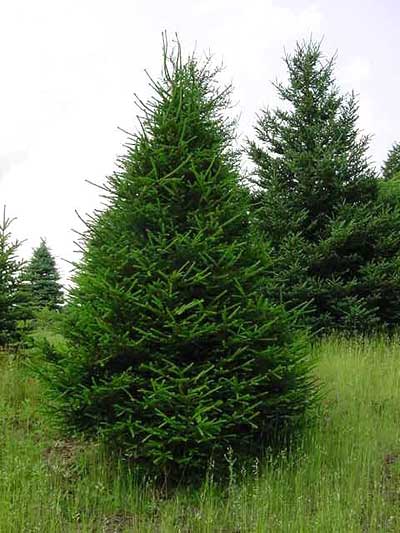 Picea Abies Norway Spruce