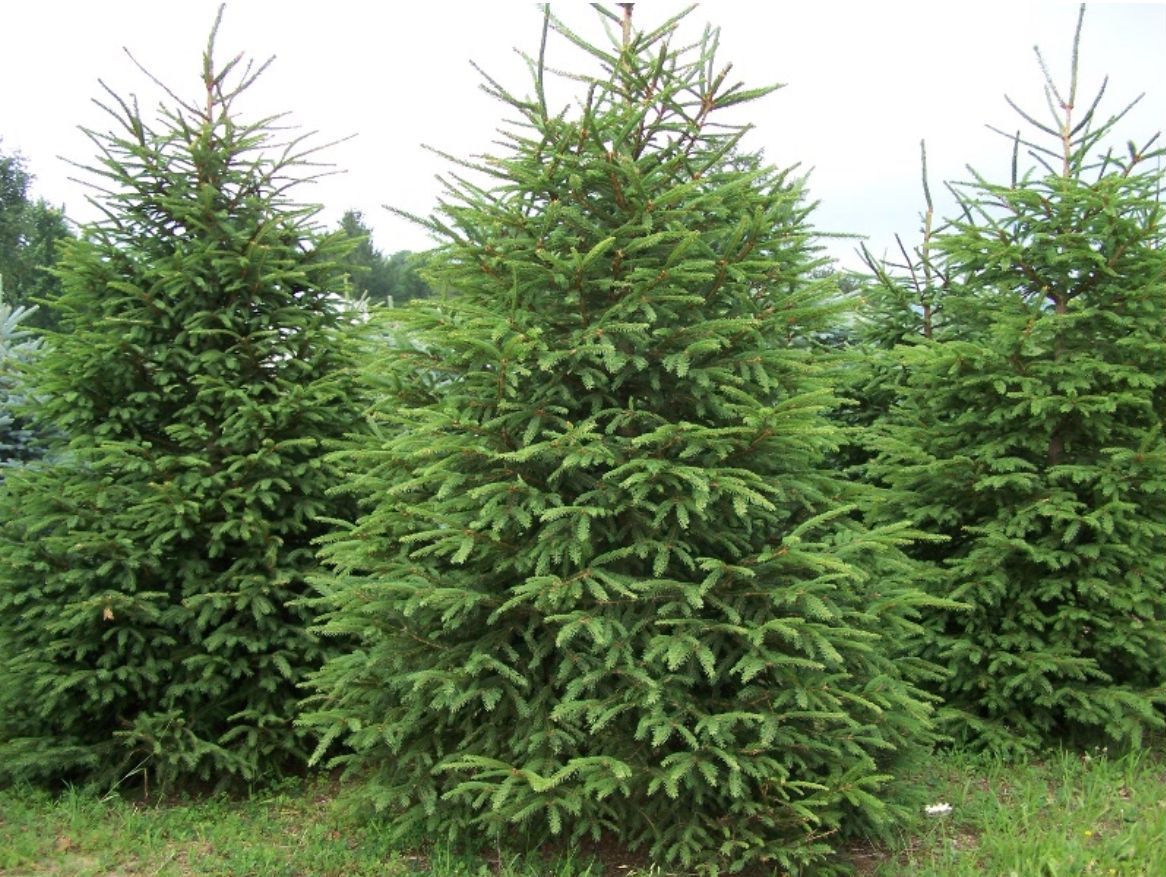 Picea abies Norway Spruce shrub evergreen bush for sale in Lebanon