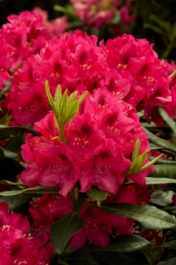 Nova Zembla Rhododendron shrub flowering bush for sale in Lebanon