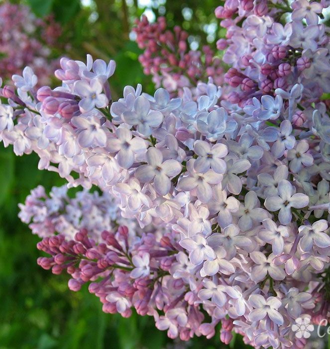 lilac Syringa vulgaris shrub old fashion common bush
