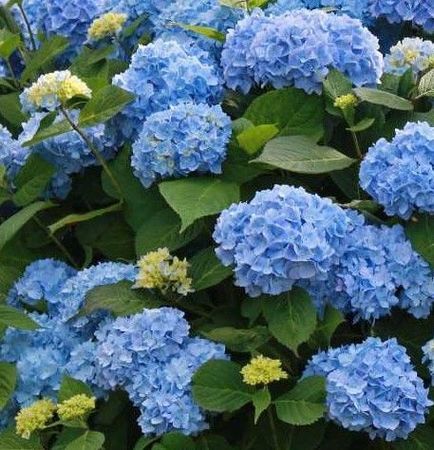 Blue Hydrangea shrub for sale in Lebanon PA