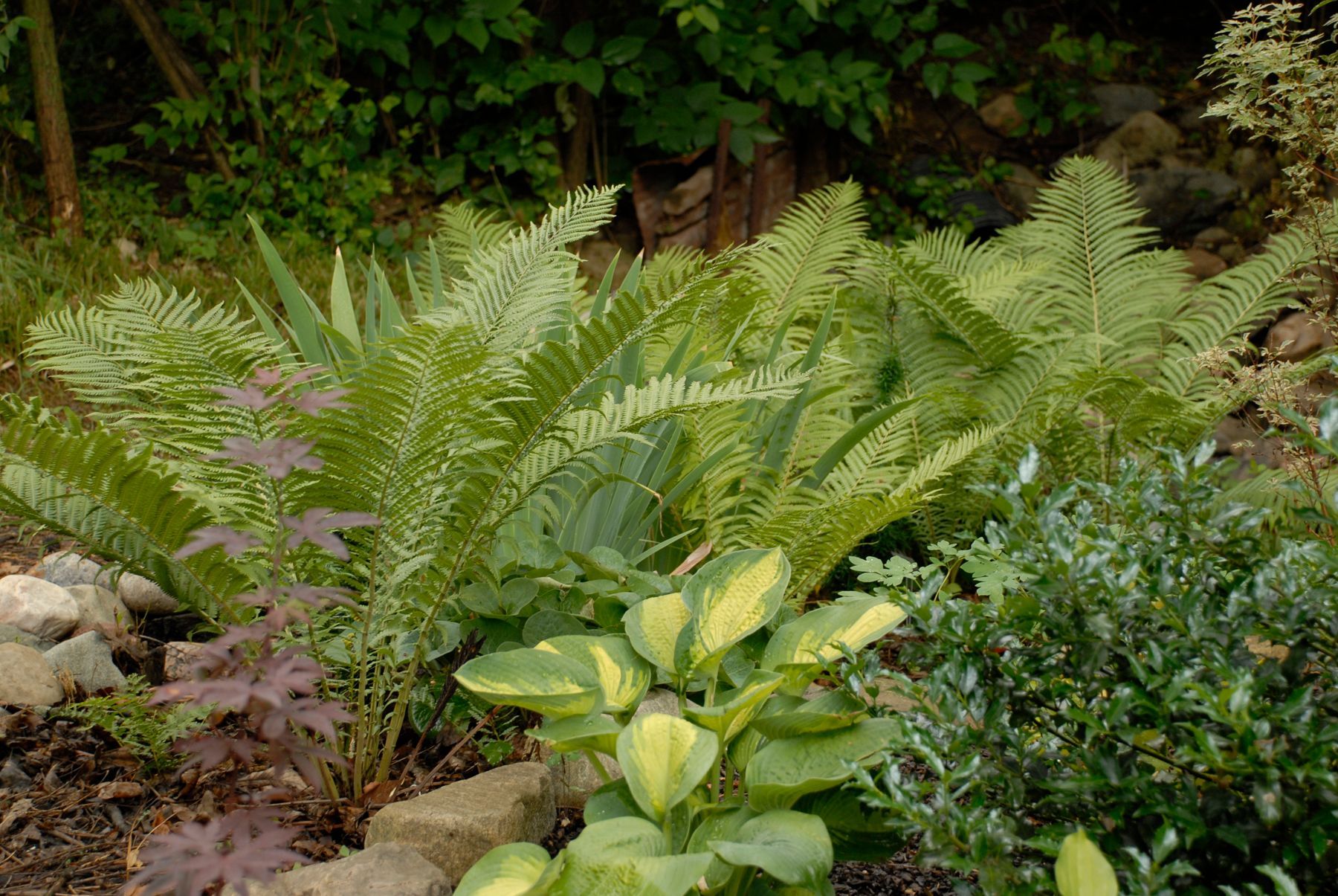 Matteuccia Struthiopteris Ostrich Fern perennial for sale in Lebanon