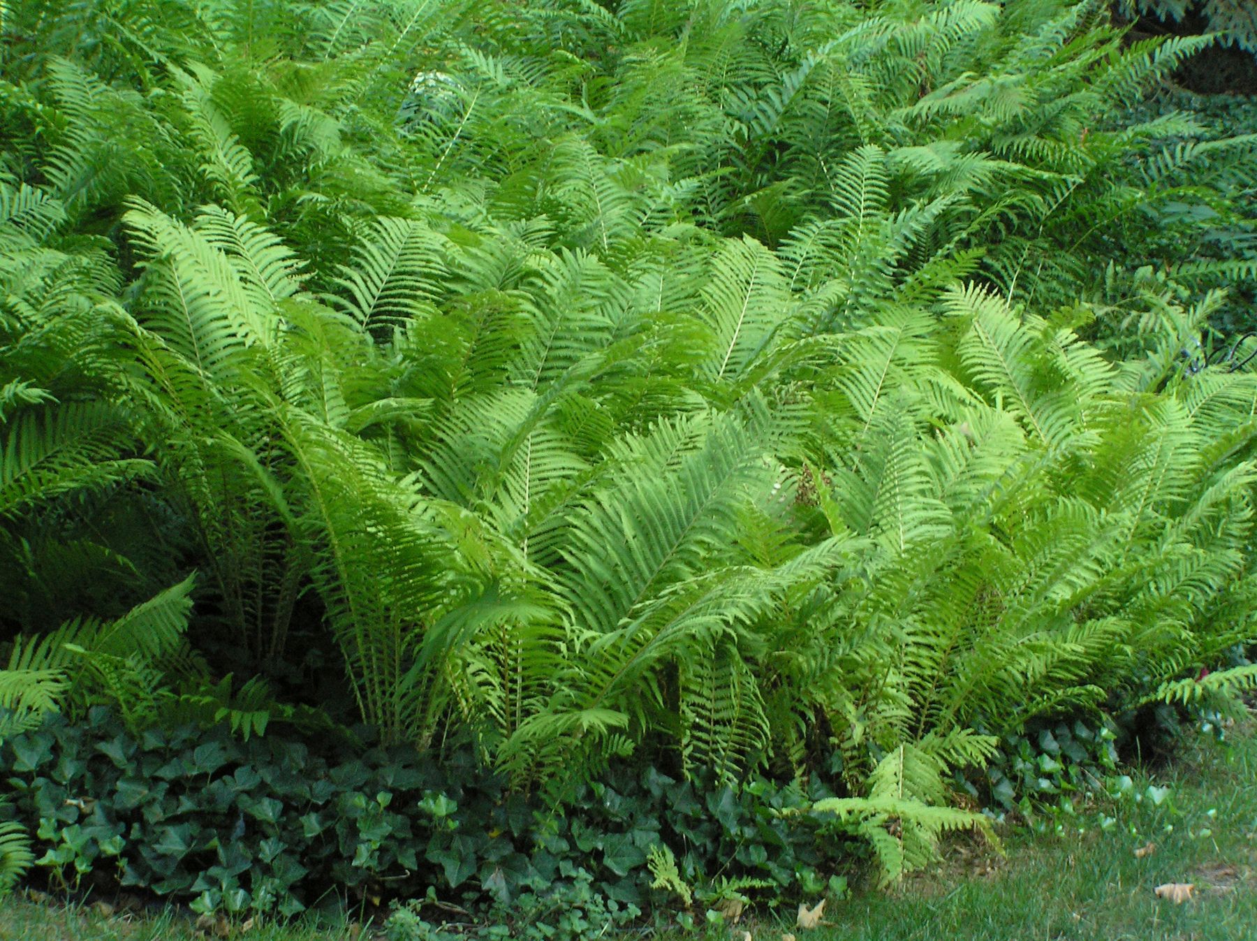 Matteuccia Struthiopteris Ostrich Fern perennial for sale in Lebanon