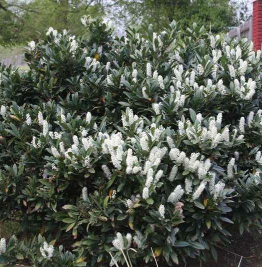 落葉帰根(リバーサルリーフ) ULR 1枚 LR 落葉帰根 販売 | [WX24-P4] FORTH SELECTOR | WIXOSS｜ウィクロス