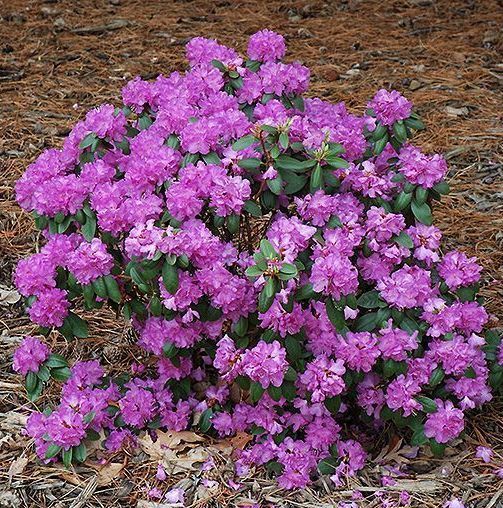 rhododendron shrub bush pjm for sale in Lebanon