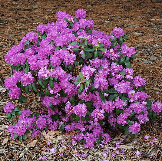 rhododendron shrub bush pjm