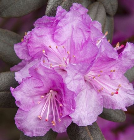 Purple Rhododendron Shrub for sale in Lebanon PA