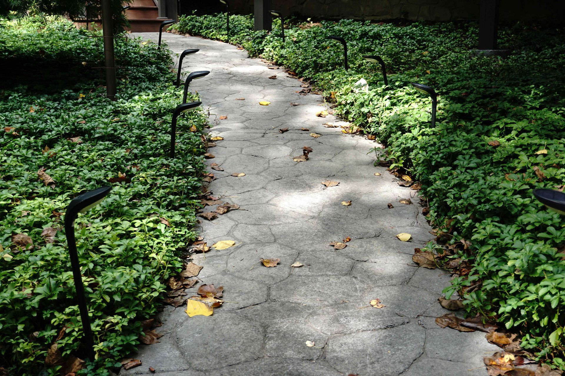 Pachysandra terminalis Green Carpet Pachysandra Evergreen Ground Cover for sale in Lebanon