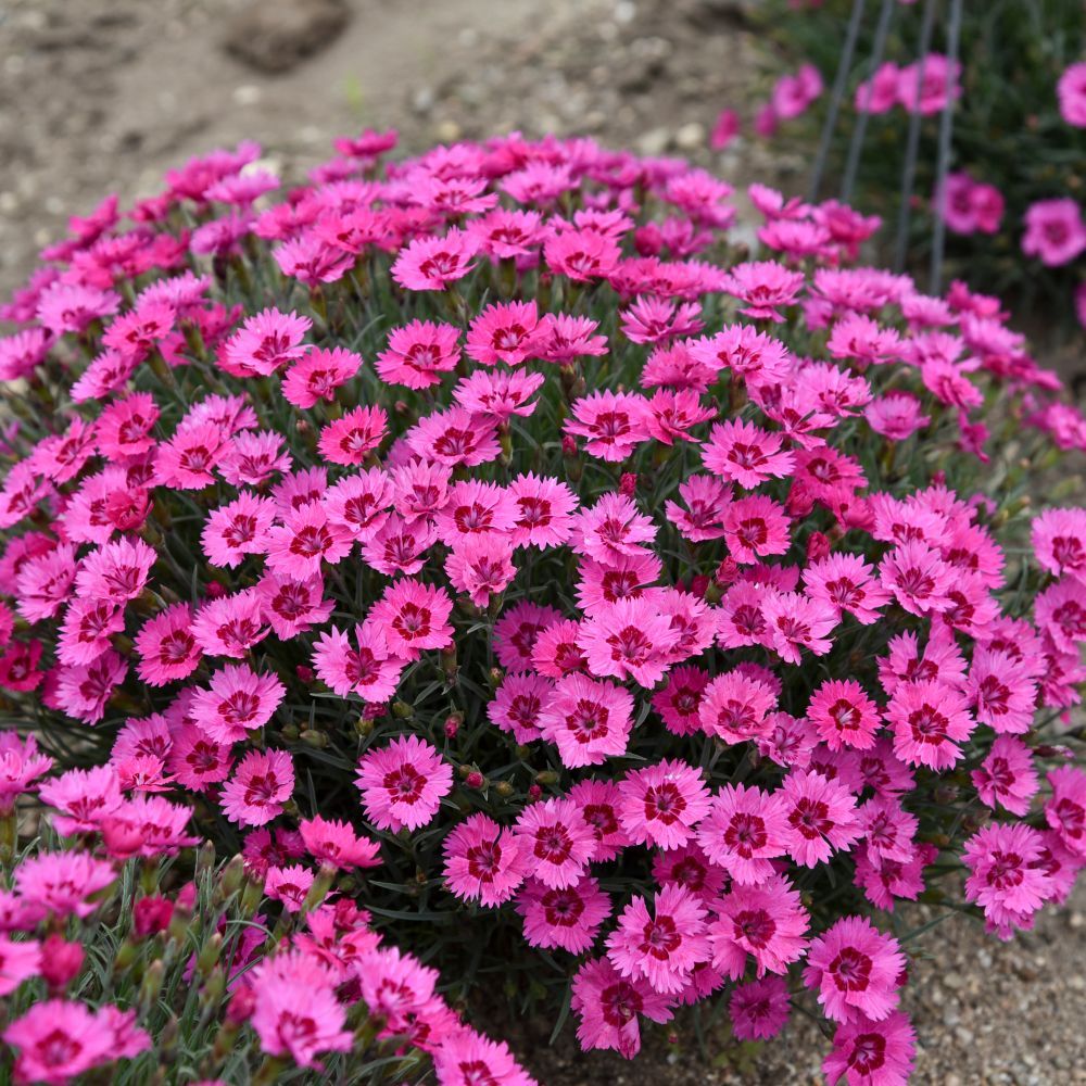 Paint the Town Fancy Dianthus perennial for sale in Lebanon