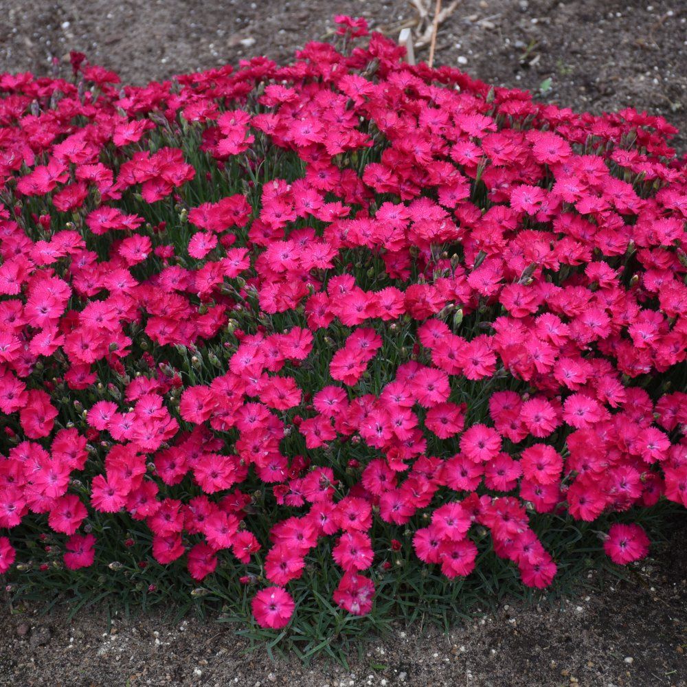 Dianthus perennials paint the town red