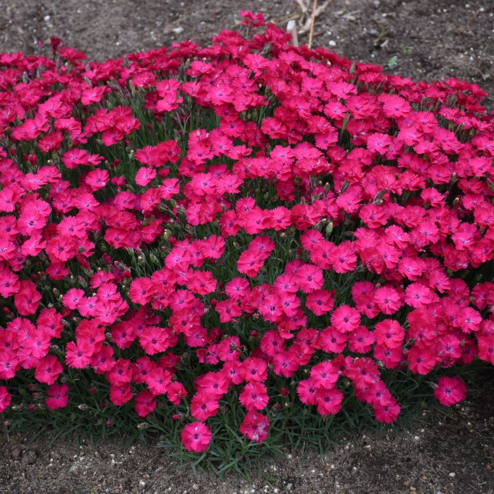 Paint the Town Red Dianthus perennial for sale in Lebanon
