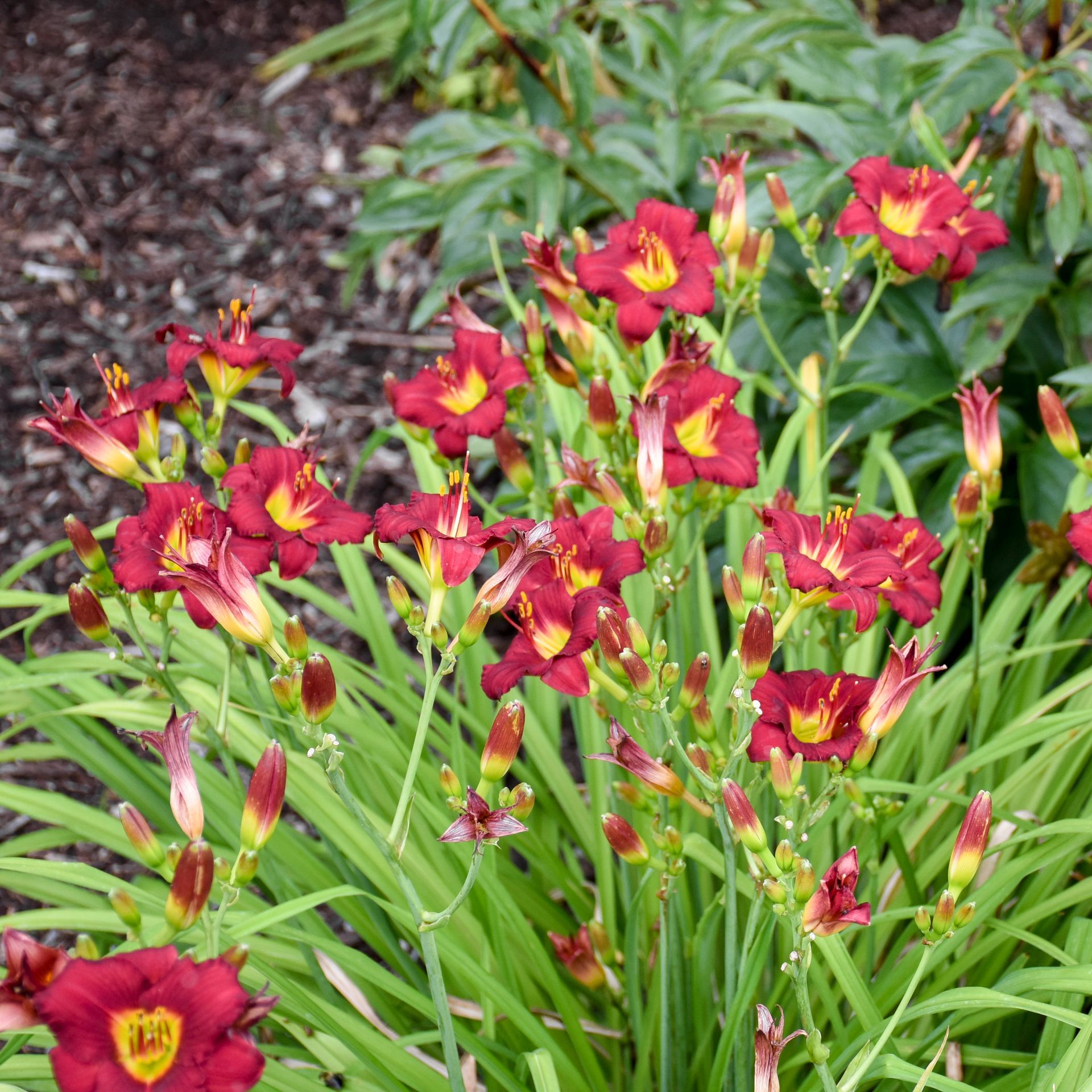 Hemerocallis Pardon Me Daylily perennial for sale in Lebanon