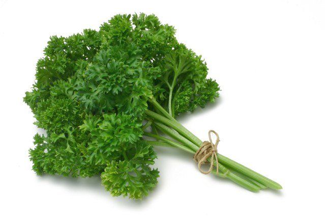 Curly leaf Parsley Plants for sale in Lebanon PA