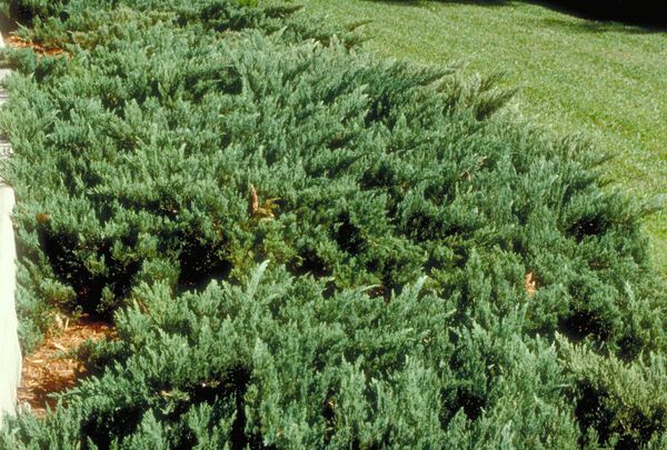 Juniperus squamata expansa Parsonii Parson Juniper shrub evergreen bush for sale in Lebanon