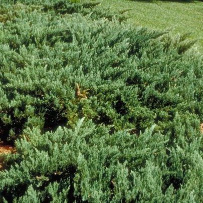 Blue Rug Juniper bush Juniperus shrub