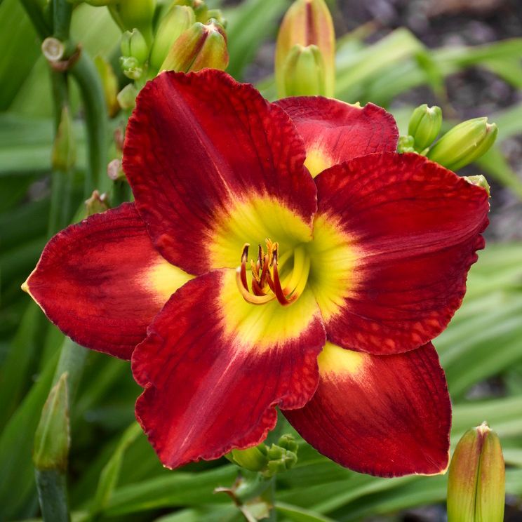 Hemerocallis Passion For Red Daylily perennial for sale in Lebanon